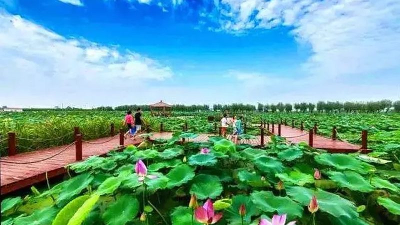 农业项目公司排名背后的考量因素