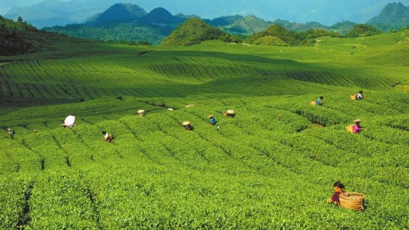 小标题：高山水果种植的挑战