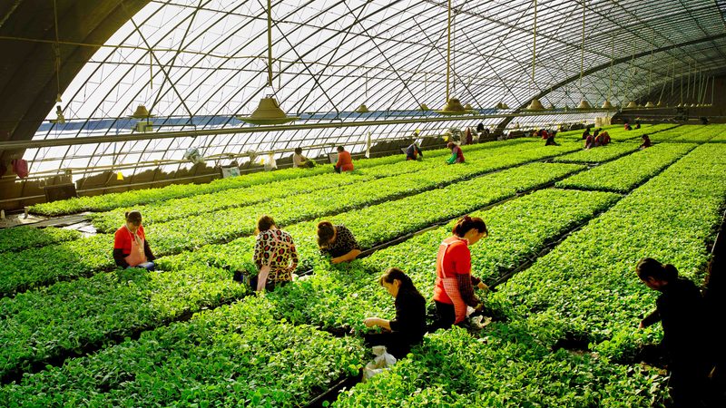 大棚蔬菜种植，揭秘高效管理与关键技术