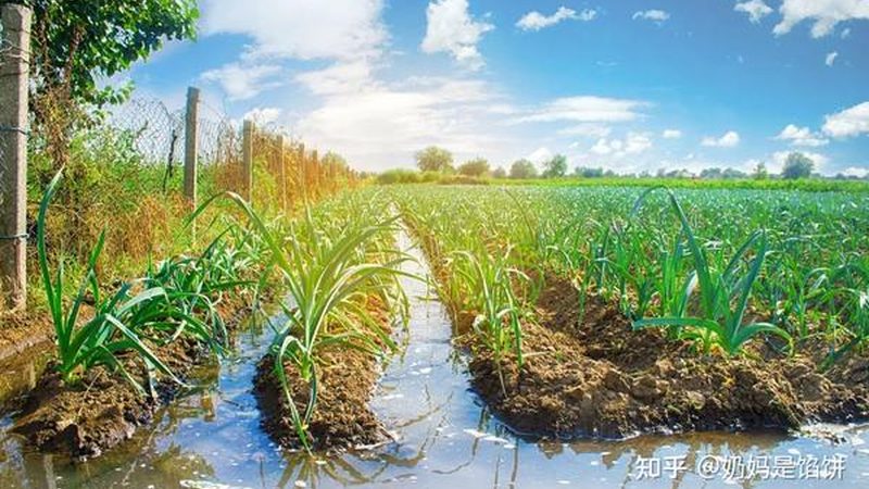 粮食种植，技术先行：病虫害防治的关键要点**