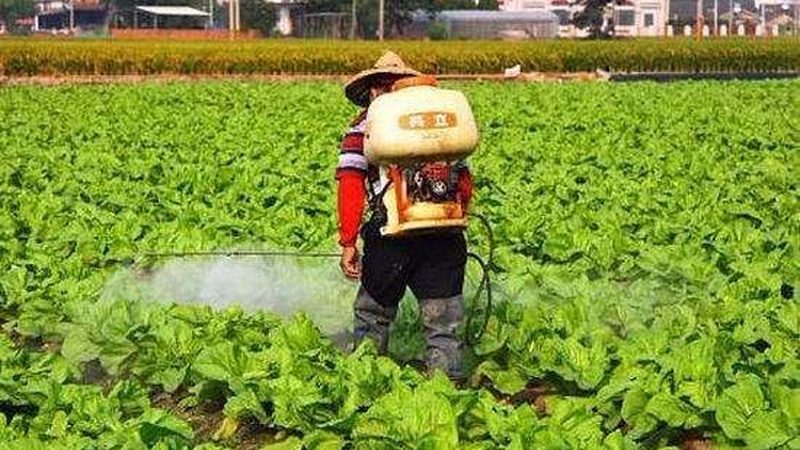 盆栽水果种植，土壤深度如何把握？**