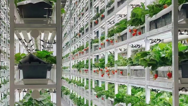 生态农业产业链搭建加盟