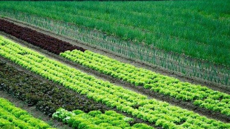 山东水果种植基地：如何确保果品质量达标？**